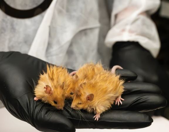 Mice experiment as step to create mammoth-like elephants